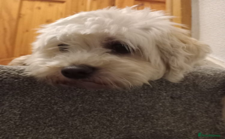 Cavapoochon dogs - Advert 1