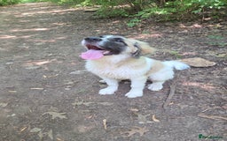 Saint Bernard dogs for sale: Puppy for rehoming - Image 7