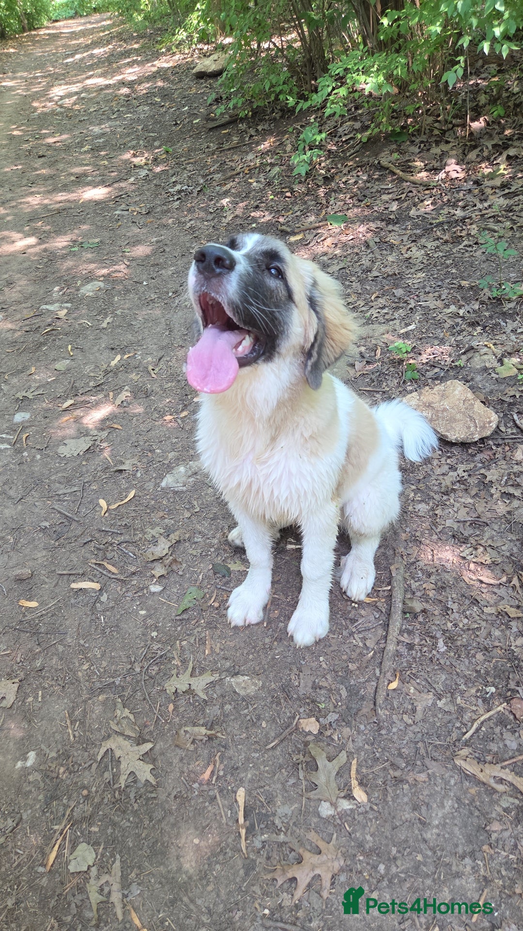 Saint Bernard dogs for sale: Puppy for rehoming - Image 7