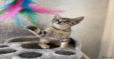 Mixed Breed cats - Advert 14