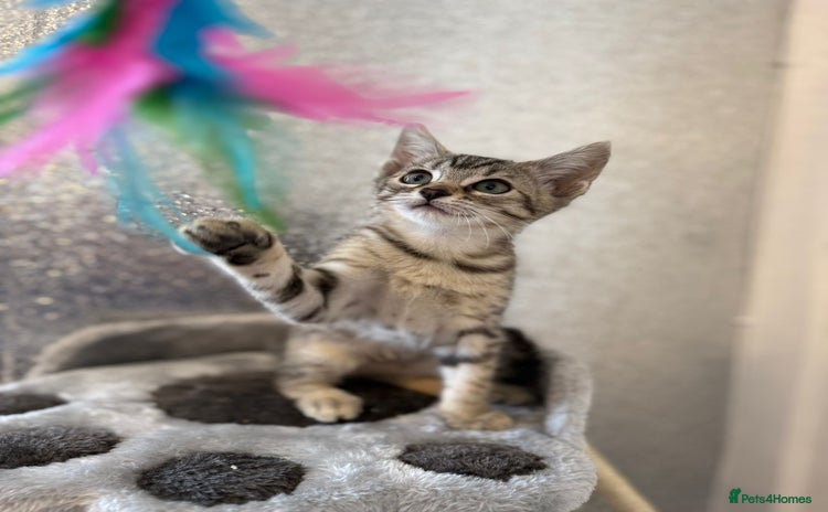 Mixed Breed cats - Advert 16