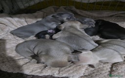 French Bulldog dogs for sale: French dog for sale  - Image 24