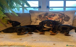 Miniature Dachshund dogs for sale: Beautiful Very Miniature Dachshunds - Advert 10