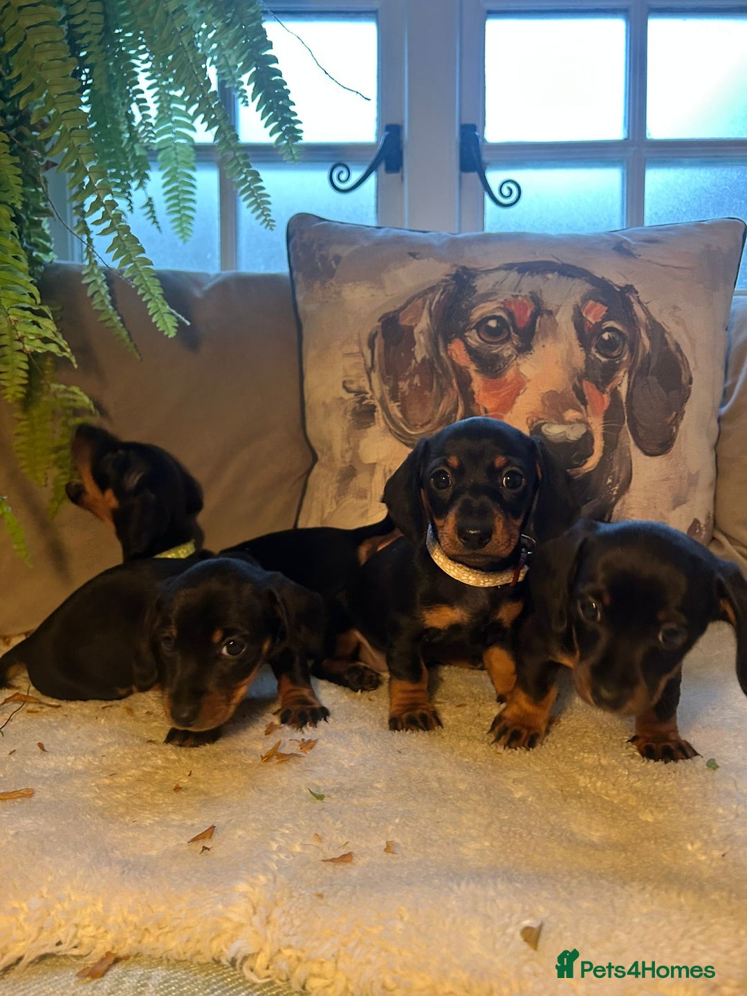 Miniature Dachshund dogs for sale: Beautiful Very Miniature Dachshunds - Advert 10