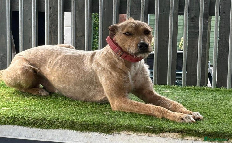 Mixed Breed dogs - Advert 1