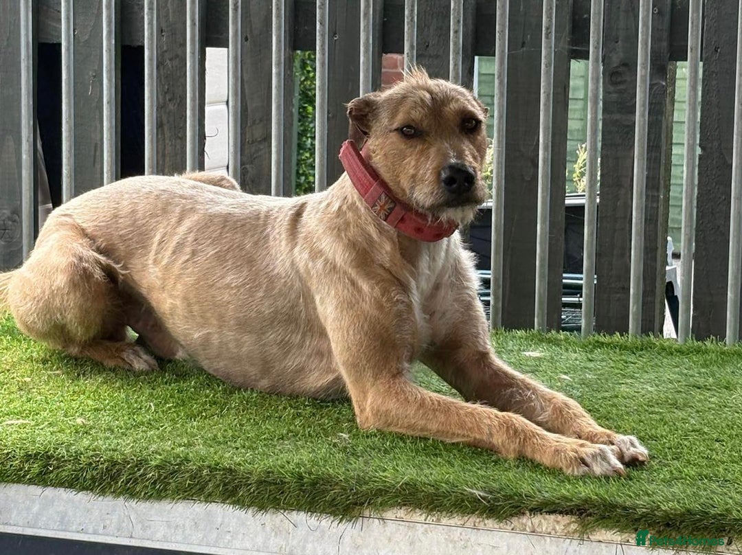 Mixed Breed dogs for sale: Stunning Wheaton bull cross girls - Image 1