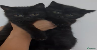 British Shorthair cats - Advert 4