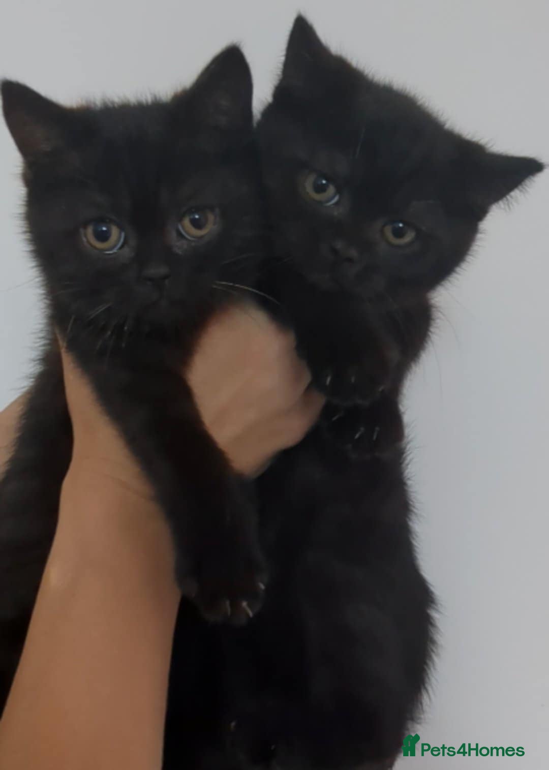 British Shorthair cats for sale:  Ready now. British shorthair kittens  - Image 2