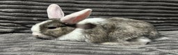 Mini Lion Lop rabbits for sale: Mini lion lop  - Advert 3