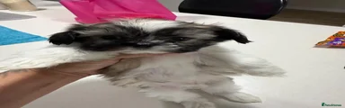 Shih Tzu 3