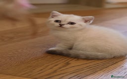British Shorthair cats for sale: Rare Silver-Shaded British Shorthair Queen Kitten - Image 5