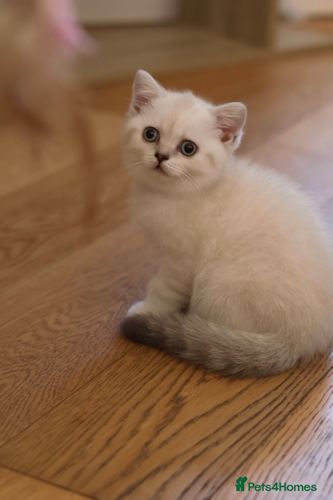 British Shorthair cats for sale: Rare Silver-Shaded British Shorthair Queen Kitten - Image 5