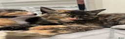 Mixed Breed cats for sale: Evie needs a forever home! in Richmond - Advert 2