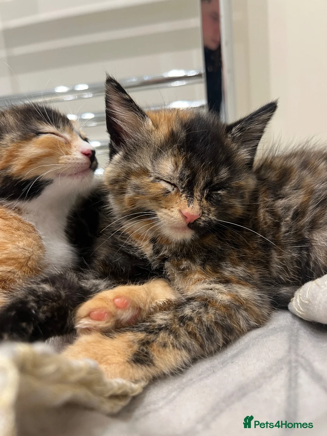 Mixed Breed cats for sale: Evie needs a forever home! in Richmond - Advert 2
