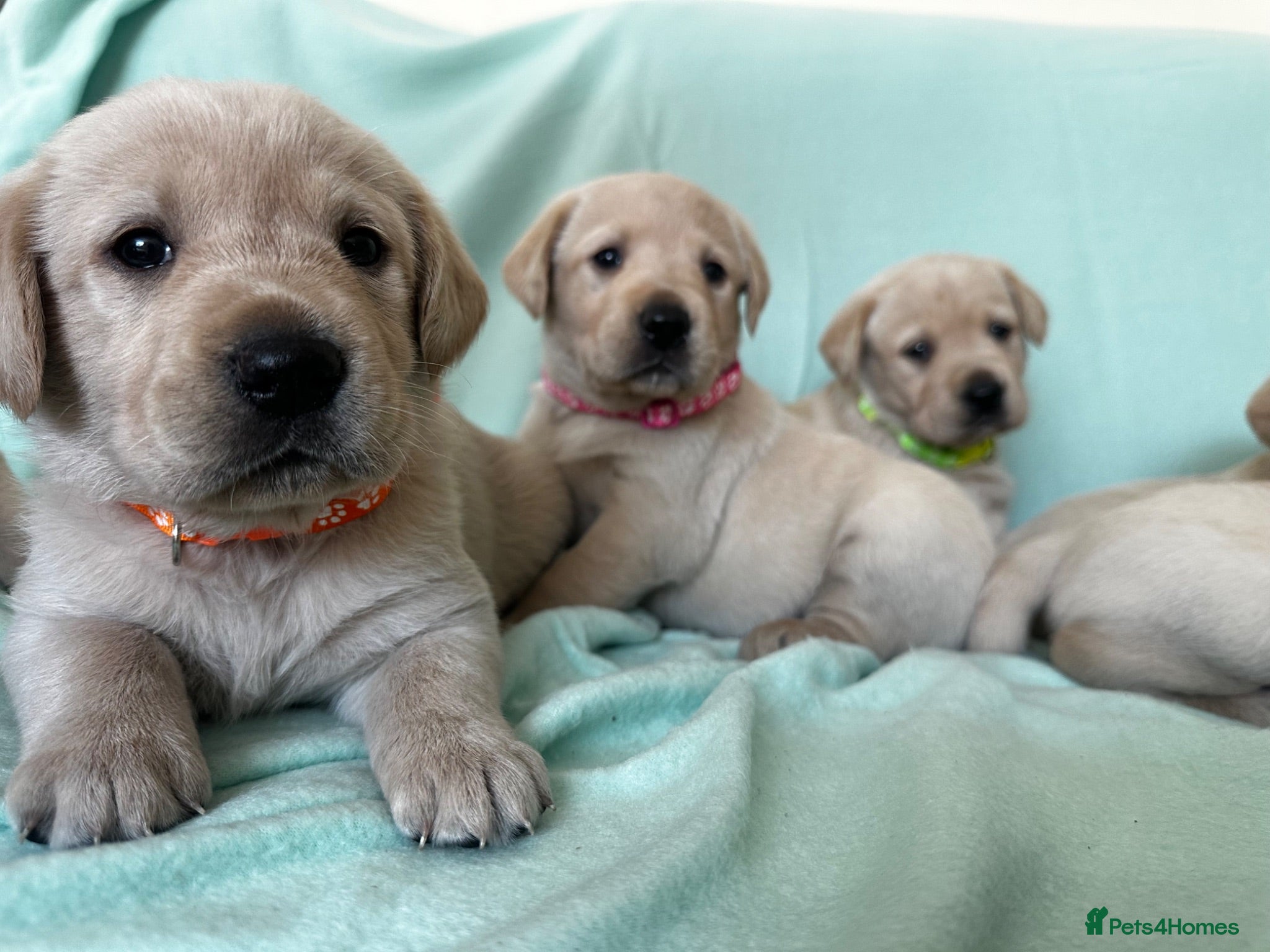 Goldador dogs *Gorgeous Goldador puppies* - Advert 1