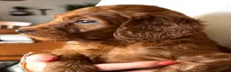 Irish Doodle dogs for sale: Doodles Miniature Poodle cross Irish Red Setter,  - Advert 7