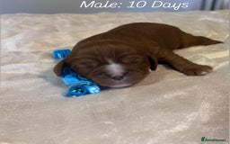 Cavalier King Charles Spaniel dogs for sale: 5 King Charles Ruby & Blenheim Puppies  - Image 6