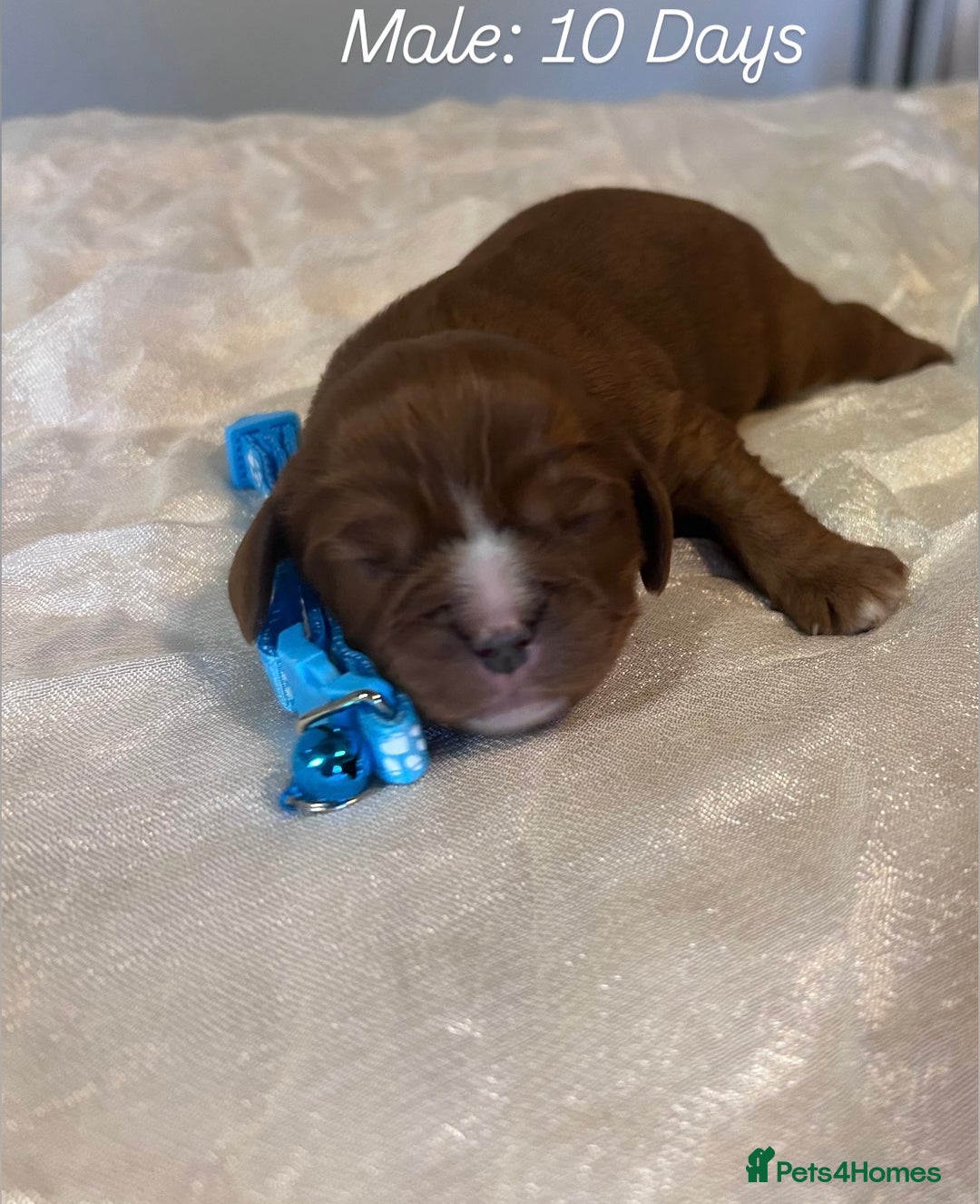 Cavalier King Charles Spaniel dogs for sale: 5 King Charles Ruby & Blenheim Puppies  - Image 6