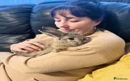 Tan rabbits for sale: Rabbit up for adoption  - Image 3