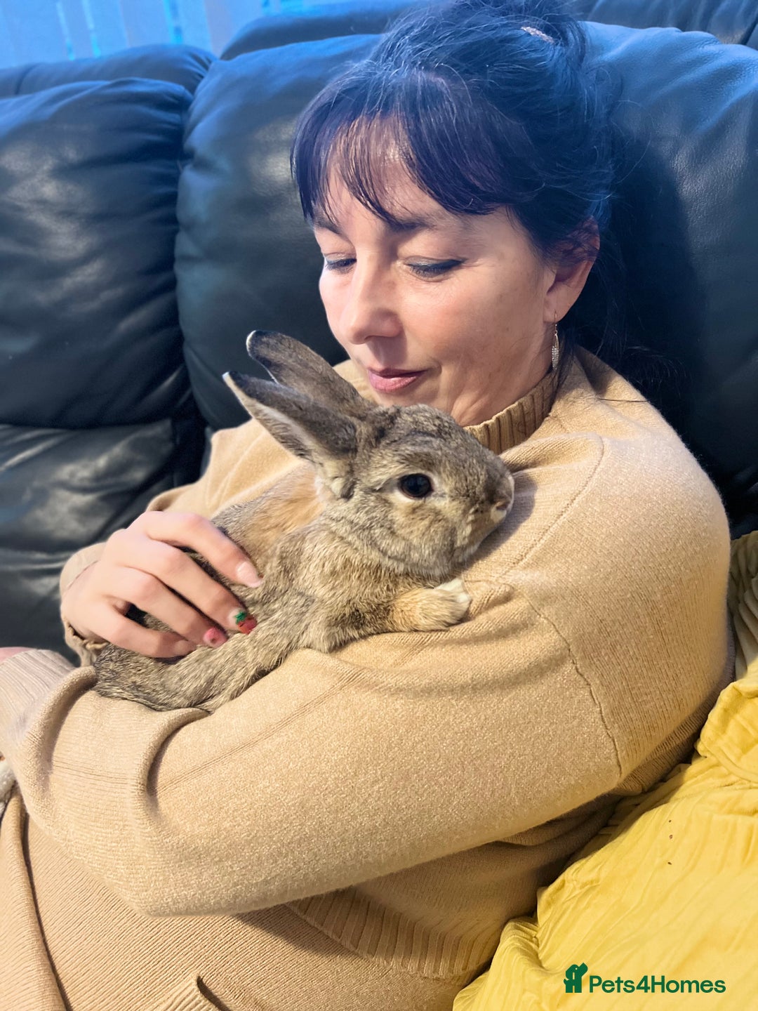 Tan rabbits for sale: Rabbit up for adoption  - Image 3