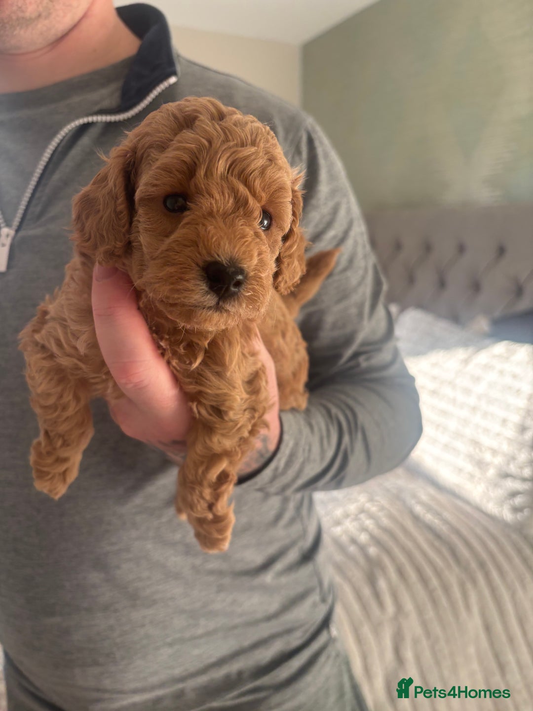 Toy Poodle dogs for sale: Toy poodle puppies *Ready for  ** * - Advert 35