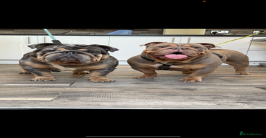 English Bulldog dogs - Advert 7