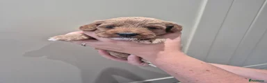 Cockapoo 5