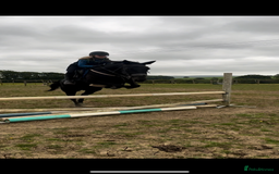 American Standardbred horses for sale: 15hh black mare  - Image 2