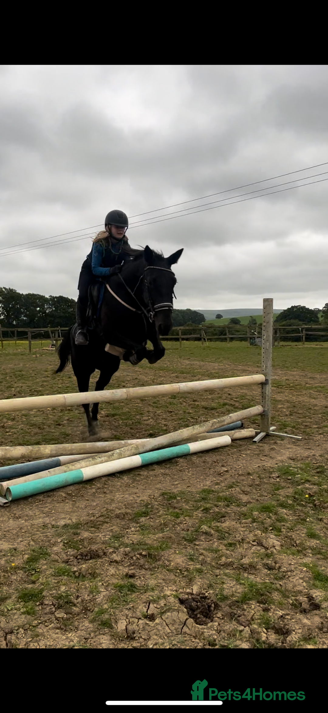 American Standardbred horses for sale: 15hh black mare  - Image 2