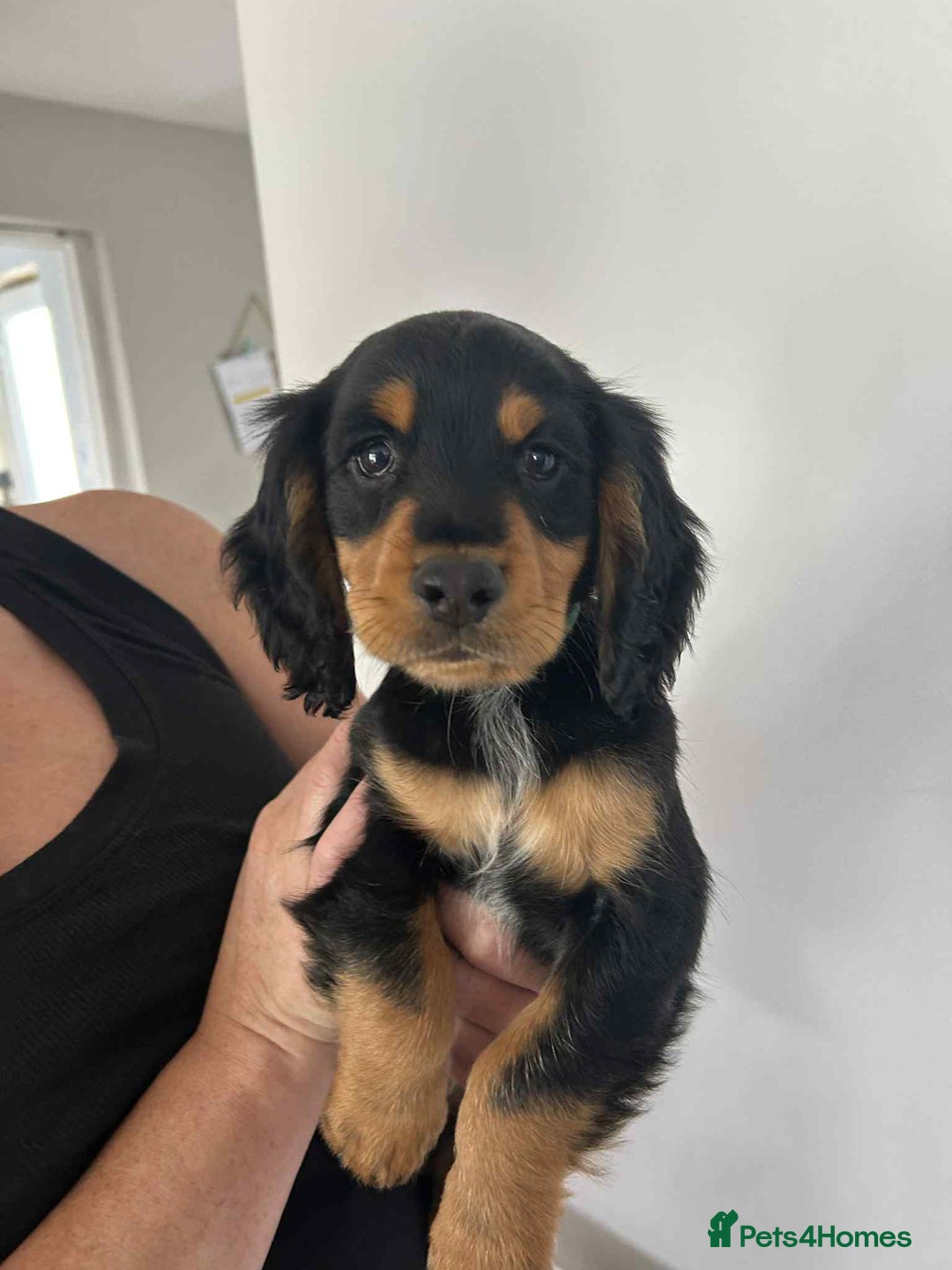 Cocker Spaniel dogs for sale: Cocker spaniels - Image 9