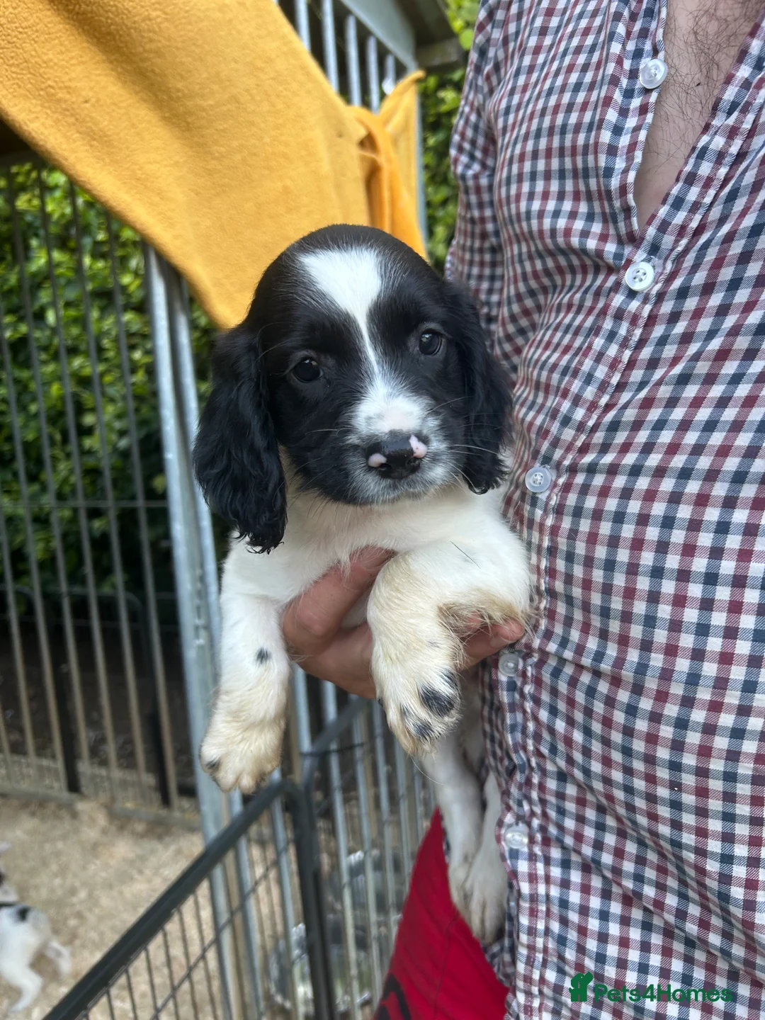 English Springer Spaniel dogs for sale: Kc springer spaniels  - Advert 2