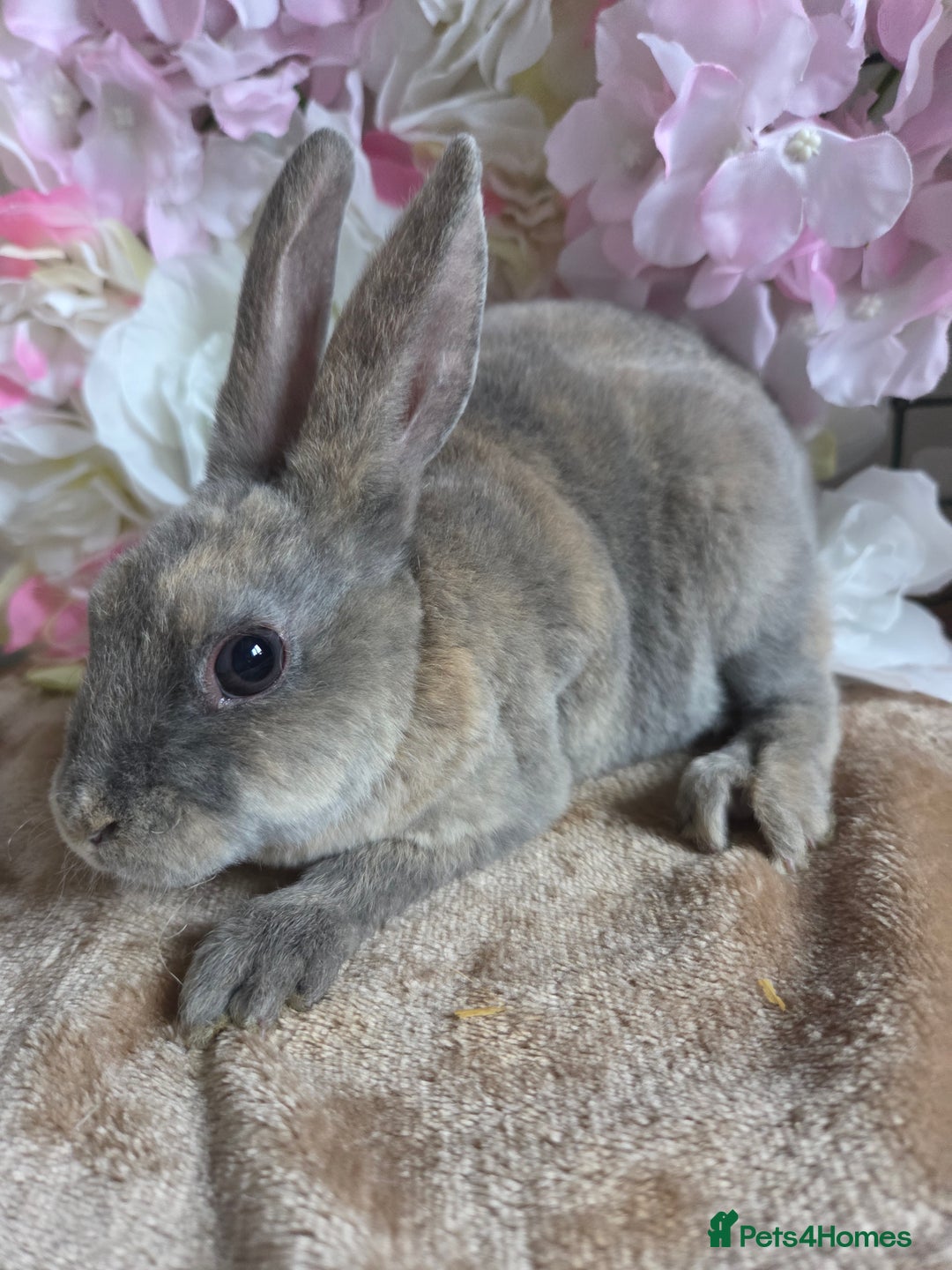 Mini Lop rabbits for sale: Mini lop & mini rex babies available  - Advert 4