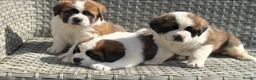 Saint Bernard dogs for sale: Stunning Chunky KC reg ST Bernard puppies for sale - Advert 6
