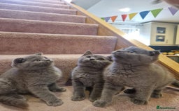 Scottish Fold cats for sale: 1 BSH Boy AVAILABLE. in Sheffield - Image 2