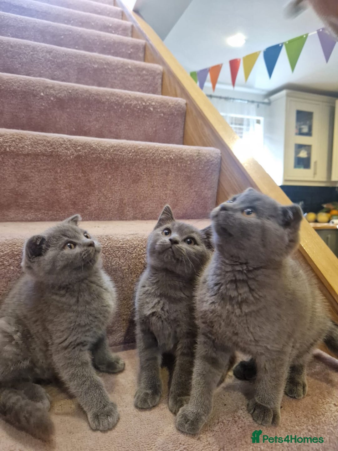Scottish Fold cats for sale: 1 BSH Boy AVAILABLE. in Sheffield - Image 2