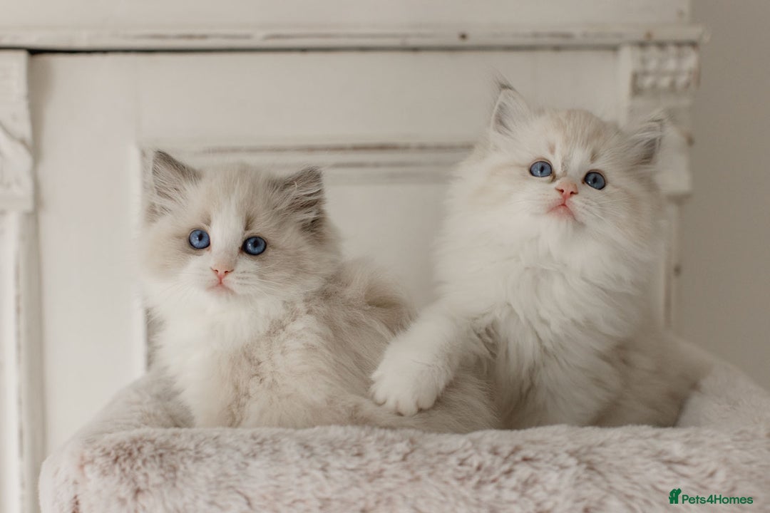 Ragdoll cats for sale: Amazing Ragdoll kittens - Image 33