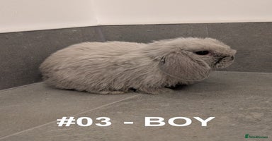 Mini Lop rabbits - Advert 1