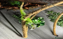 Iguana reptiles for sale: Male 2 year old iguana  - Image 3