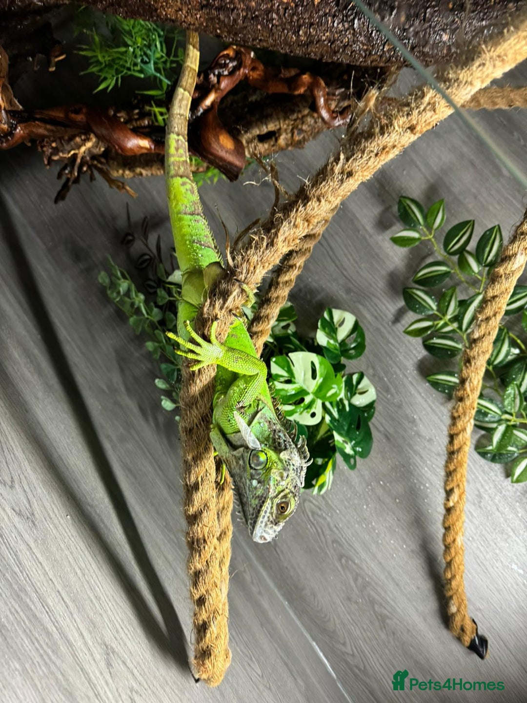 Iguana reptiles for sale: Male 2 year old iguana  - Image 3