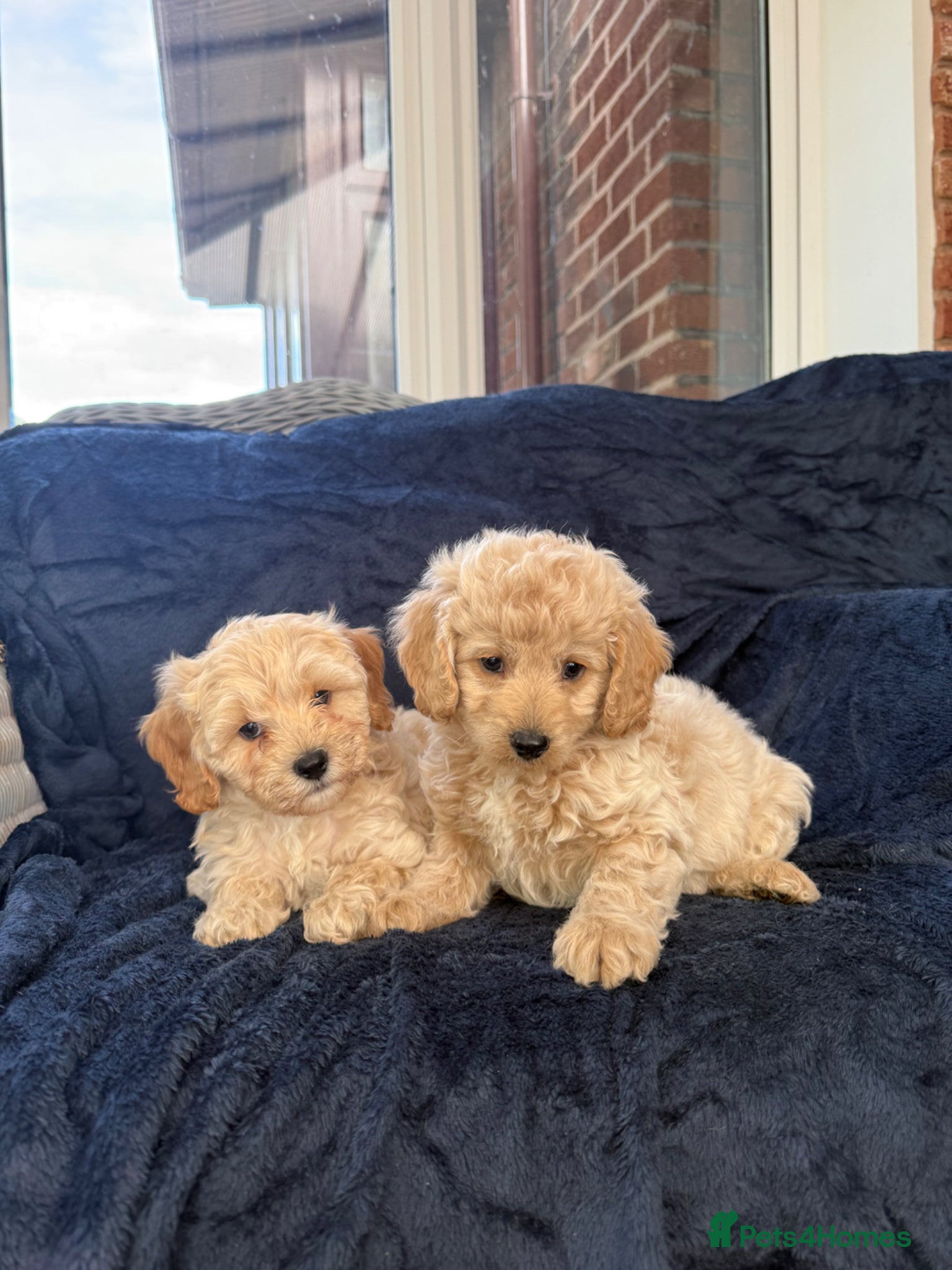 Cavapoochon dogs Beautiful Cavapoochons  - Advert 1