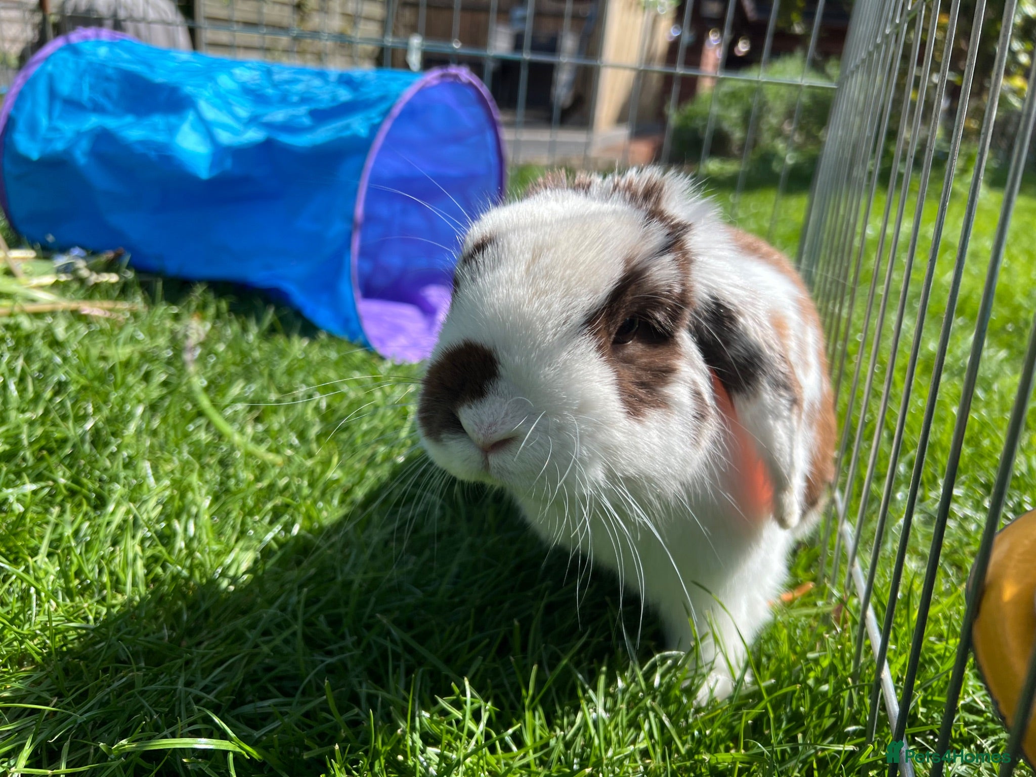 Mini Lop rabbits 3 year old mini lop  - Advert 1