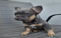 French Bulldog dogs for sale: STUNNING FLUFFY TRI PLATINUM LILAC & TAN FEMALE - Image 1