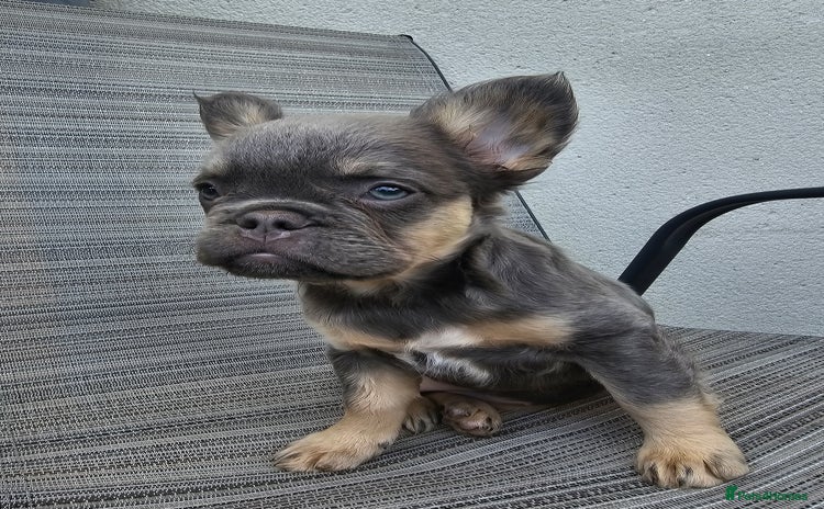 French Bulldog dogs - Advert 11