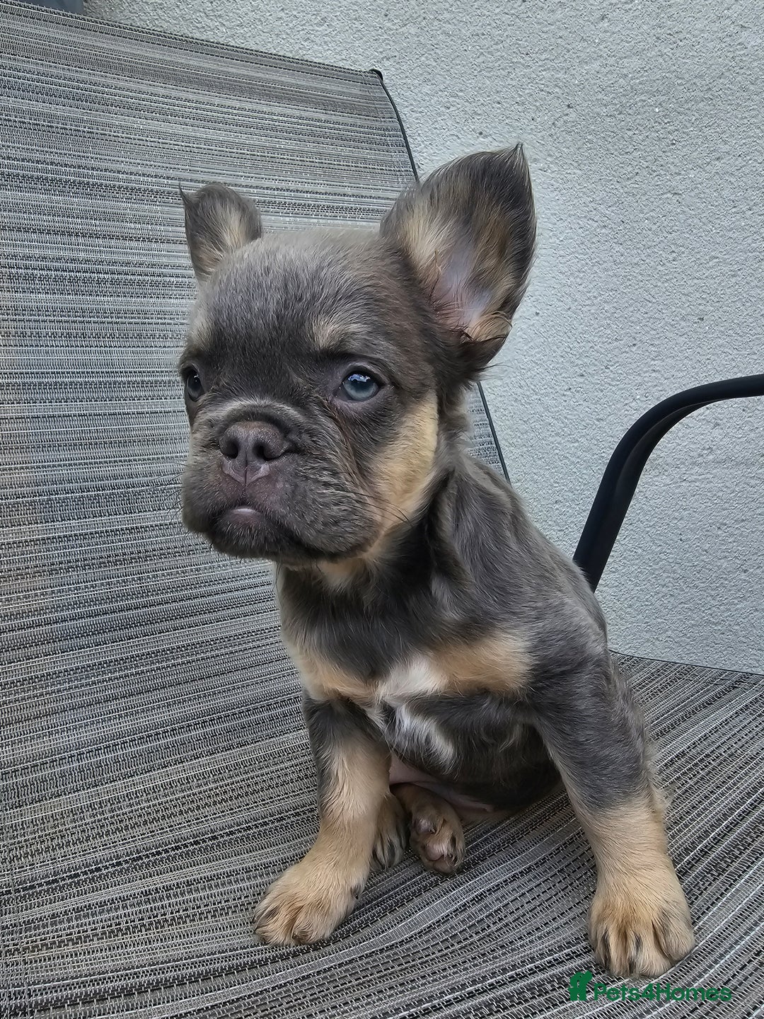 French Bulldog dogs for sale: STUNNING FLUFFY TRI PLATINUM LILAC & TAN FEMALE - Image 1