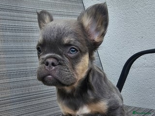 French Bulldog dogs STUNNING VISUAL FLUFFY TRI LILAC & TAN FEMALE - Advert 1