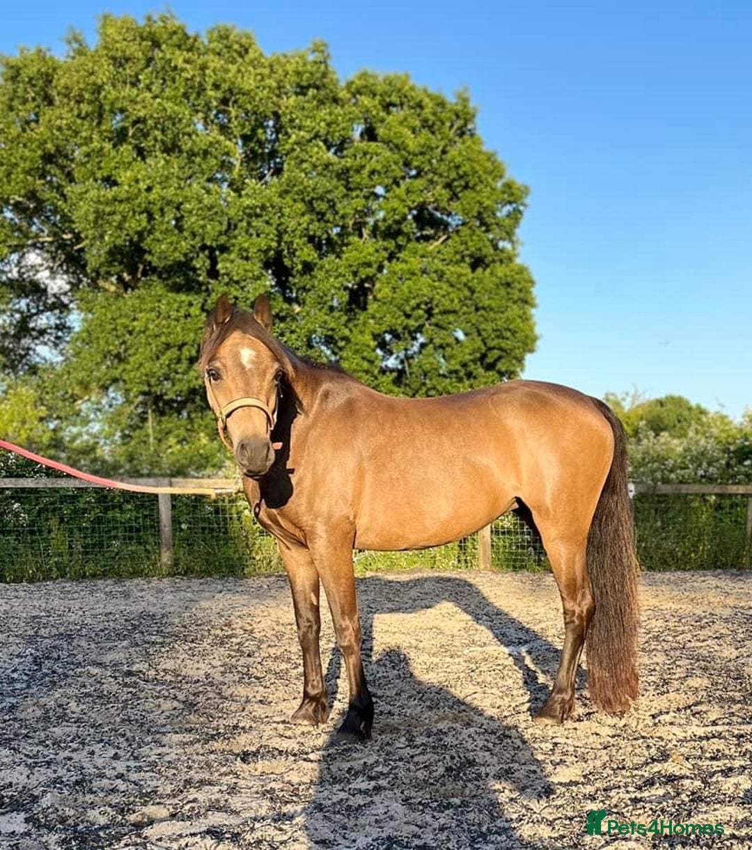 Welsh Section B horses for sale: sad sale of the most beautiful little dun mare! - Image 18