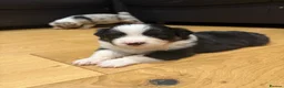 Australian Shepherd dogs for sale: Australian Shepherd Puppies - Advert 12