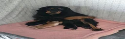 Cocker Spaniel dogs for sale: Cocker spaniel pups  - Advert 5