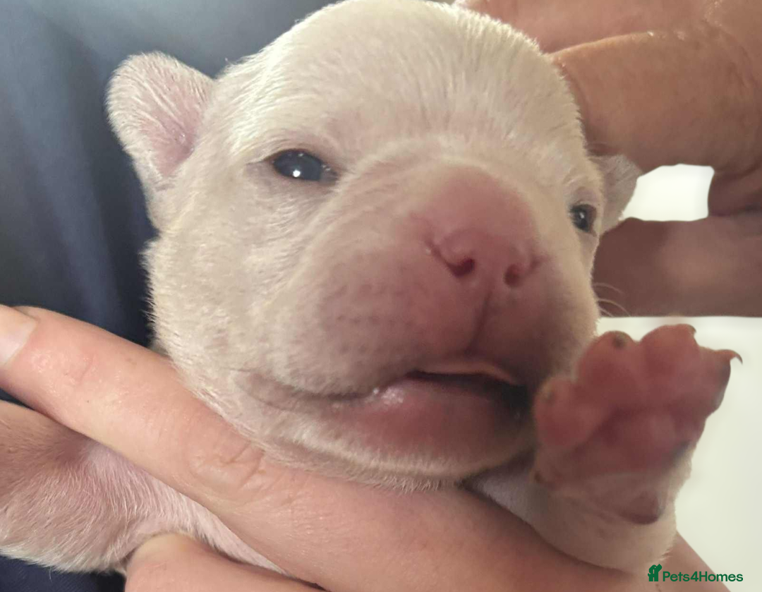 French Bulldog dogs for sale: Kc registered french bulldog puppies - Image 17