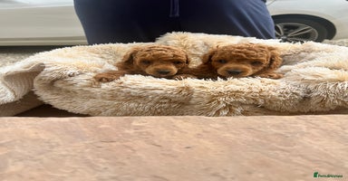 Toy Poodle dogs - Advert 10